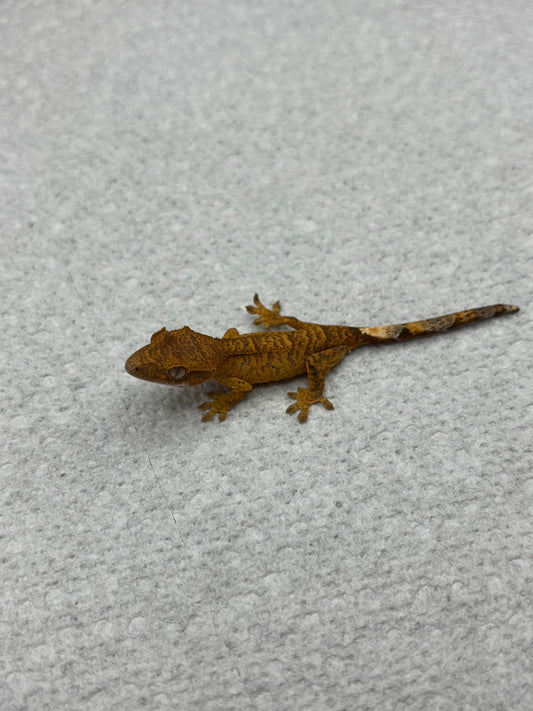 *Muenster* Yellow Tiger Hatchling