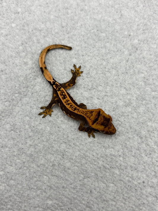 *Porcini* Black Base Pinstripe Hatchling (Details in Description)