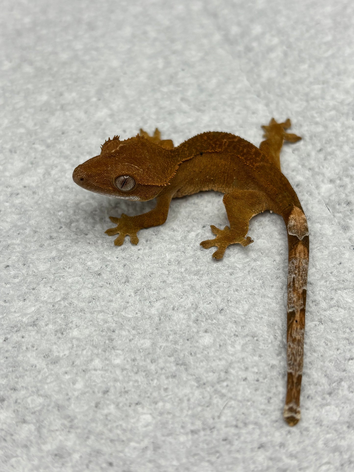 *Bacon Bit* Red Dalmatian Phantom (Details in Description)