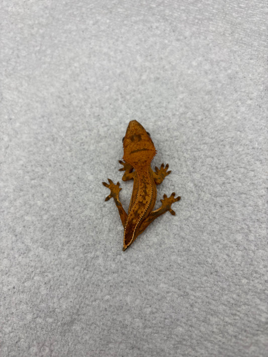 *Yogurt* Tangerine Juvenile (Details in Description) VERY NICE