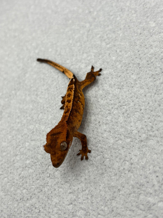 *Wonton* Tangerine Tiger Pinstripe Juvenile (Details in Description)