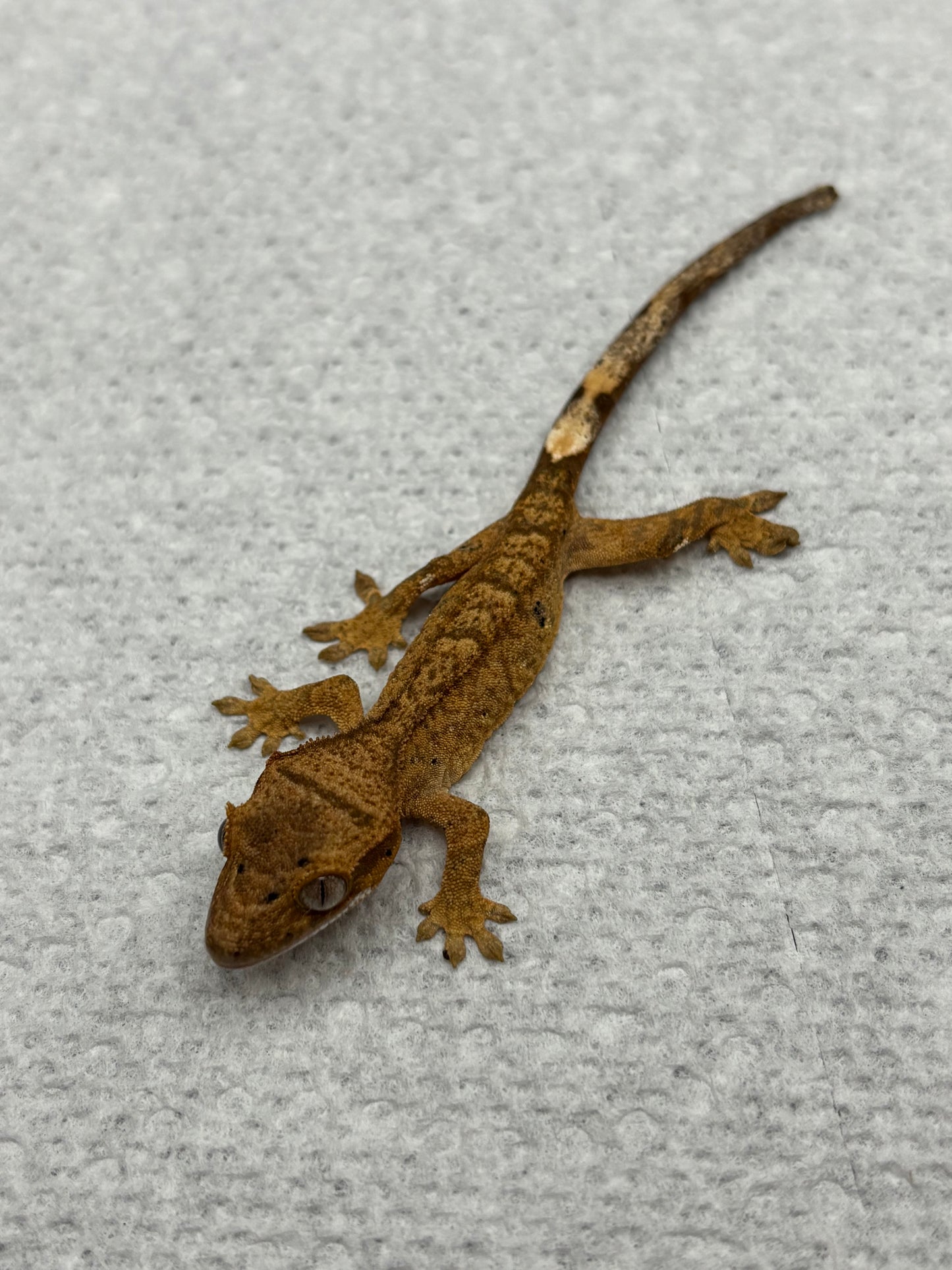 *Parmesan* Yellow Dalmatian Hatchling (Details in Description)