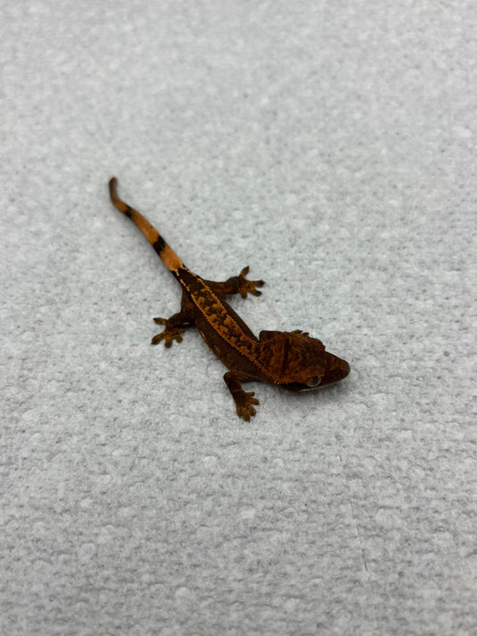 *Bulgogi* Black Base Partial Pin (Details in Description)