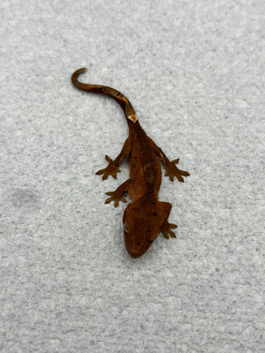 *Honeycrisp* Red Super Dalmatian Hatchling (Details in Description)