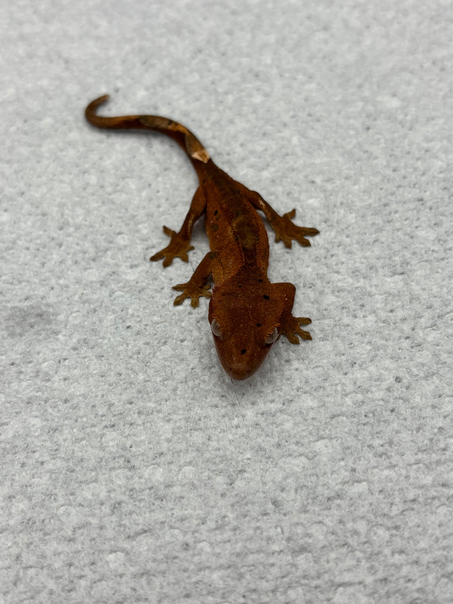 *Honeycrisp* Red Super Dalmatian Hatchling (Details in Description)