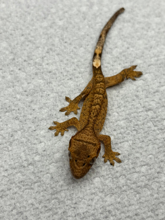 *Parmesan* Yellow Dalmatian Hatchling (Details in Description)