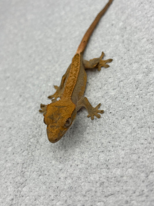 *Walnut* Lavender Pinstripe Harle Juvenile (Details in Description)