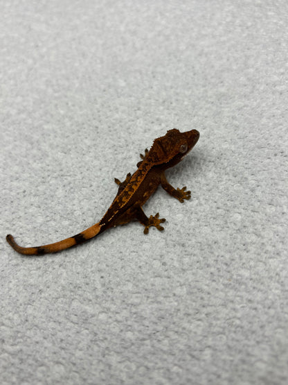 *Bulgogi* Black Base Partial Pin (Details in Description)