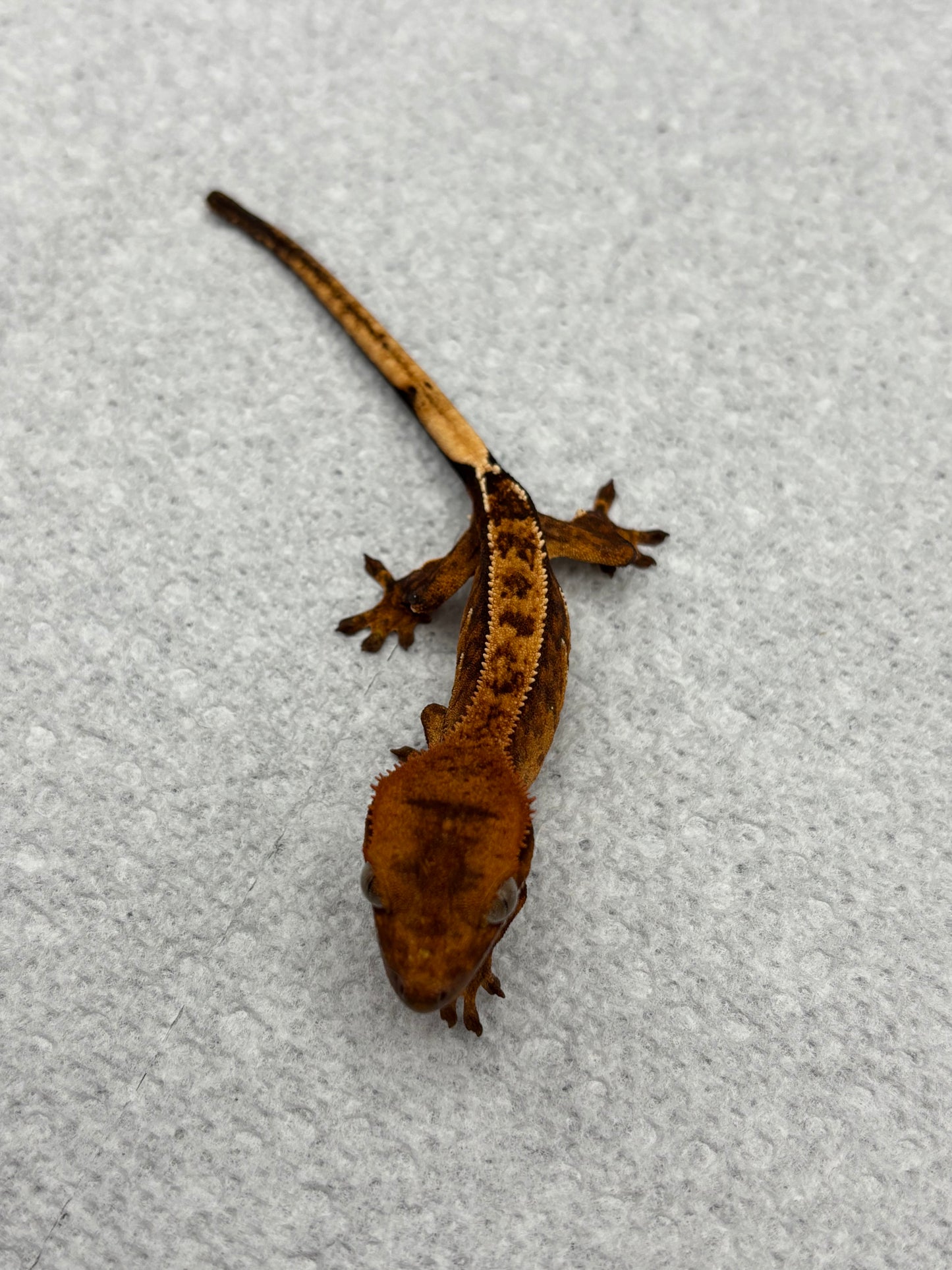 *Wonton* Tangerine Tiger Pinstripe Juvenile (Details in Description)