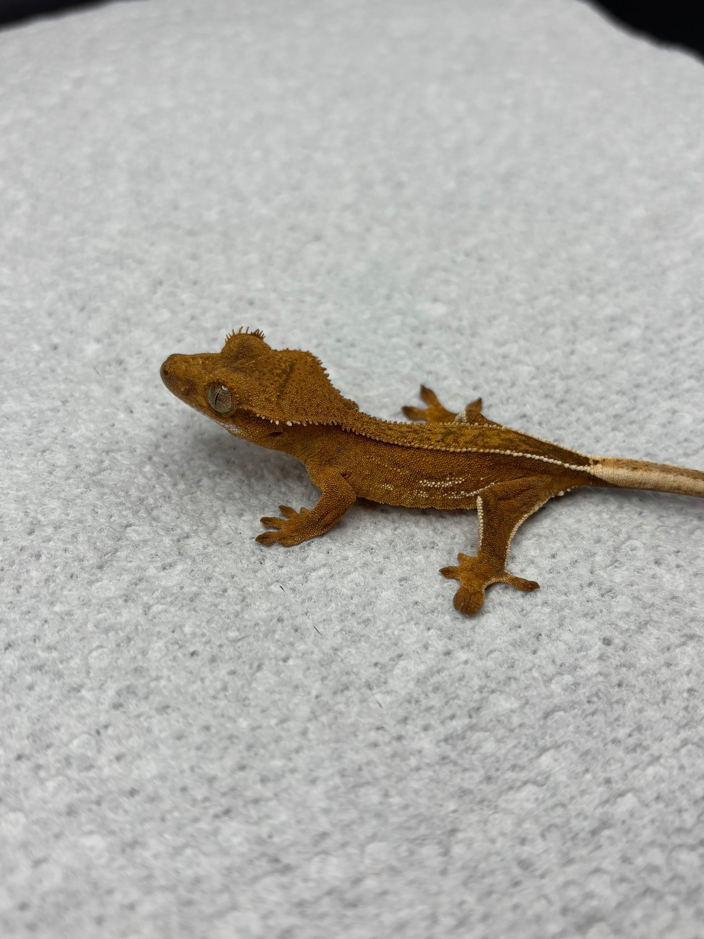 *Bread Crumb* Yellow Base Phantom Juvenile (Details in Description)