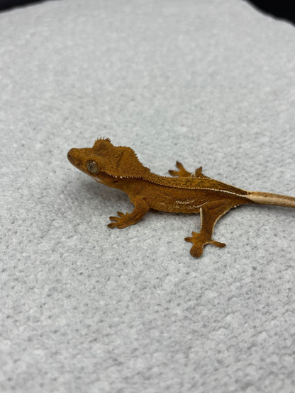 *Bread Crumb* Yellow Base Phantom Juvenile (Details in Description)