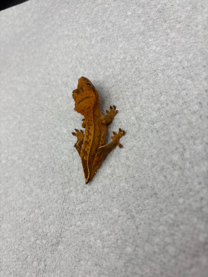 *Yogurt* Tangerine Juvenile (Details in Description) VERY NICE