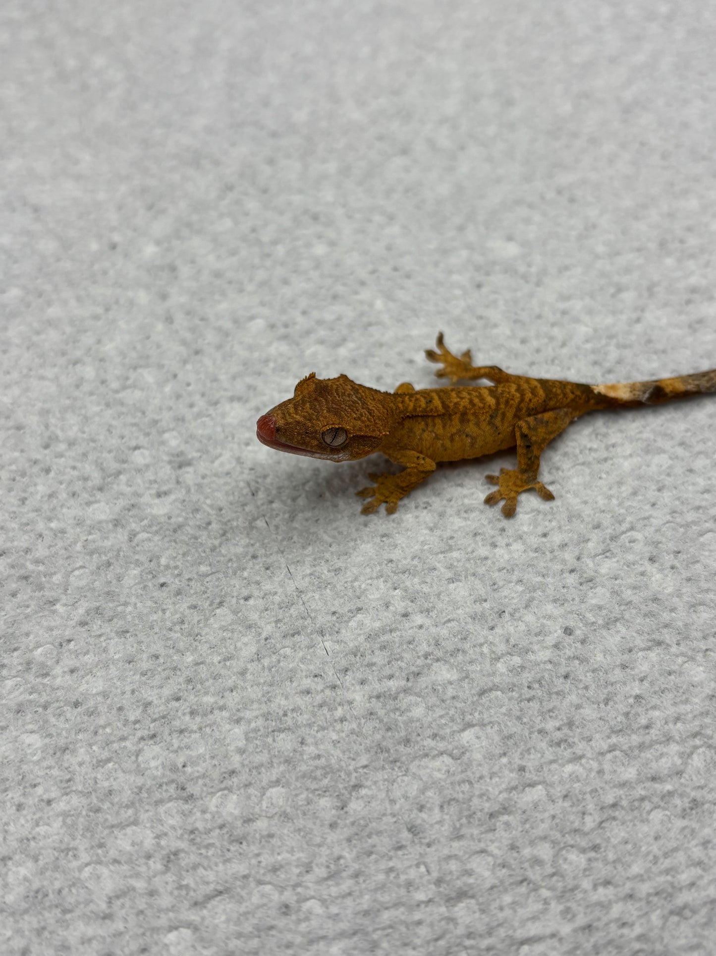 *Muenster* Yellow Tiger Hatchling