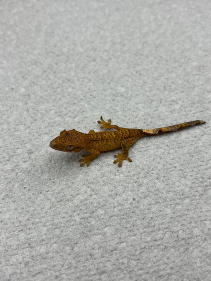 *Muenster* Yellow Tiger Hatchling