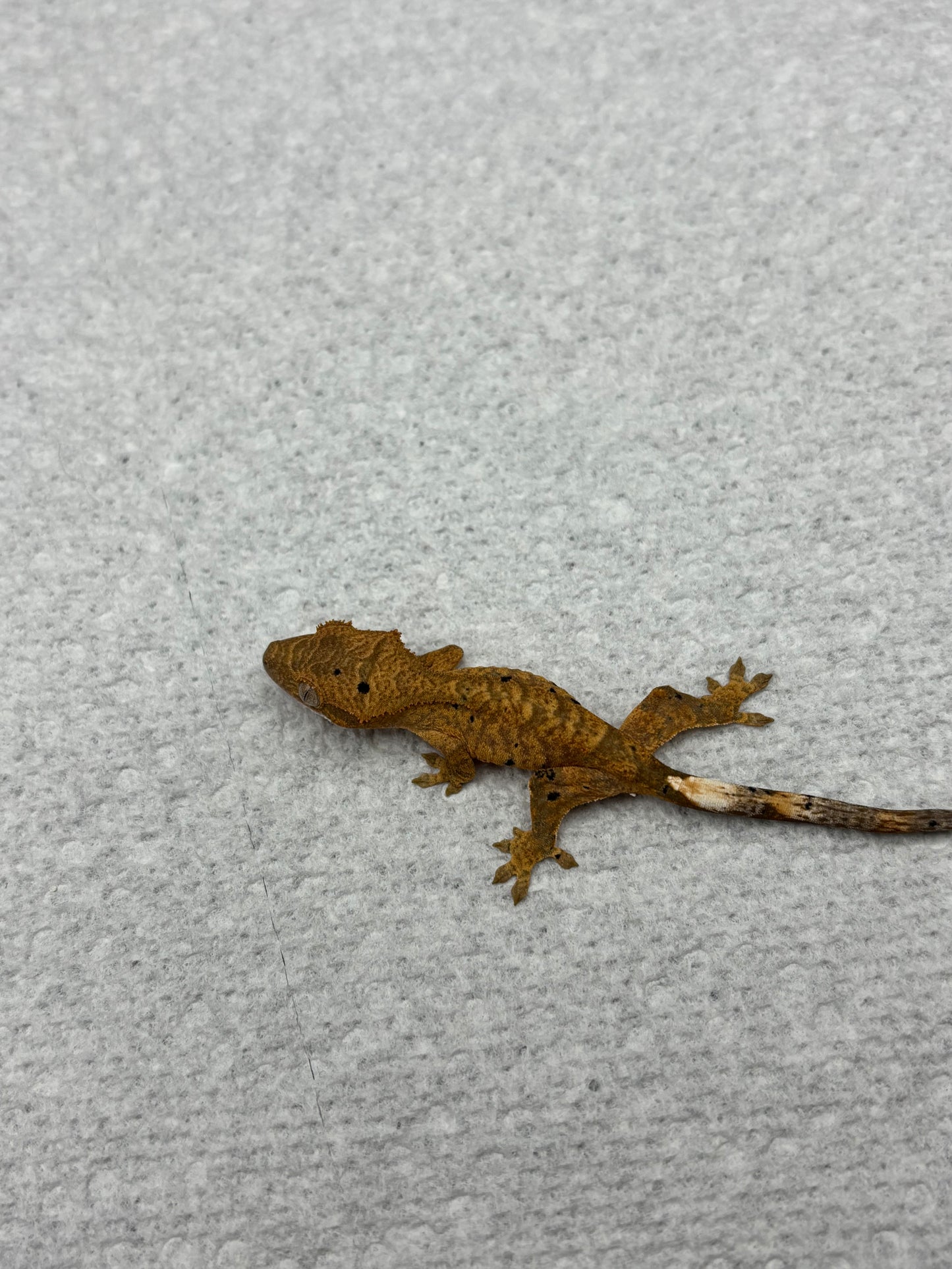 *Provolone* Yellow Tiger Dalmatian Hatchling