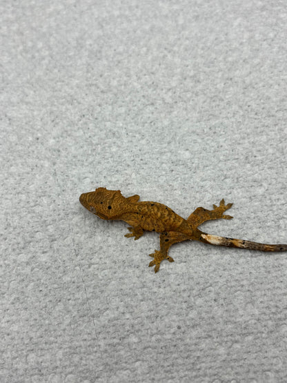 *Provolone* Yellow Tiger Dalmatian Hatchling