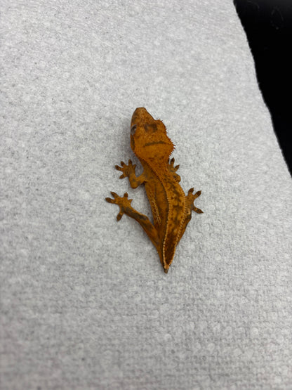 *Yogurt* Tangerine Juvenile (Details in Description) VERY NICE