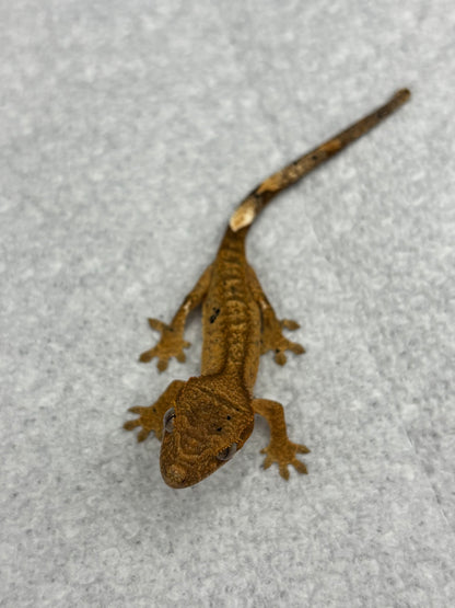 *Asiago* Yellow Dalmatian Hatchling (Details in Description)