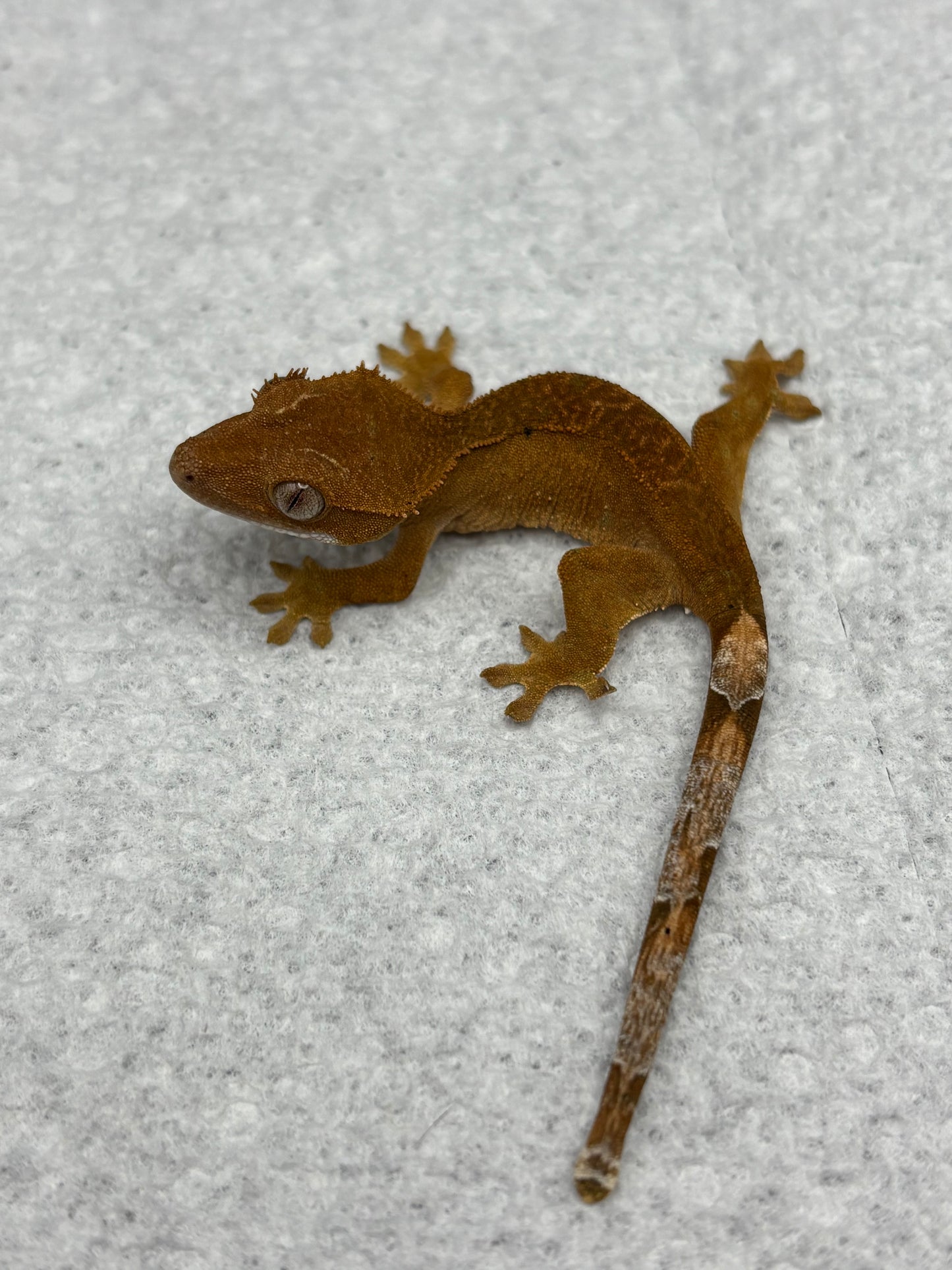 *Bacon Bit* Red Dalmatian Phantom (Details in Description)