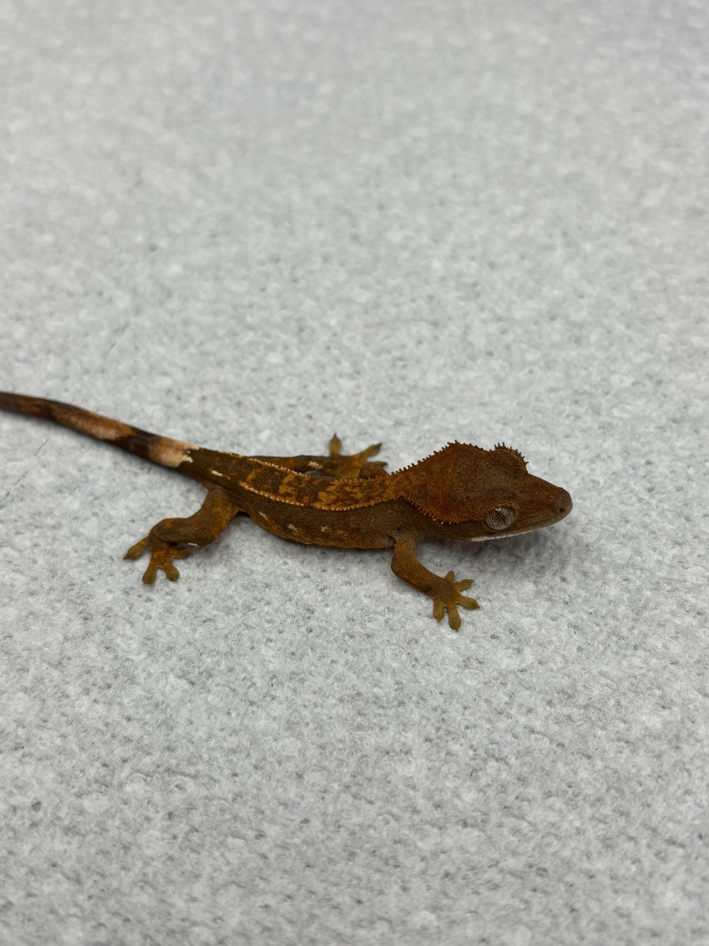 *Pollo* Black base Partial Pinstripe Hatchling (Details in Description)