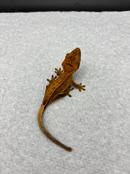 *Panko* Yellow Tiger Phantom Juvenile (Details in Description)