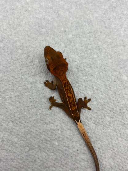 *Peanut* Dark Base Partial Pin Het EB (Details in Description)