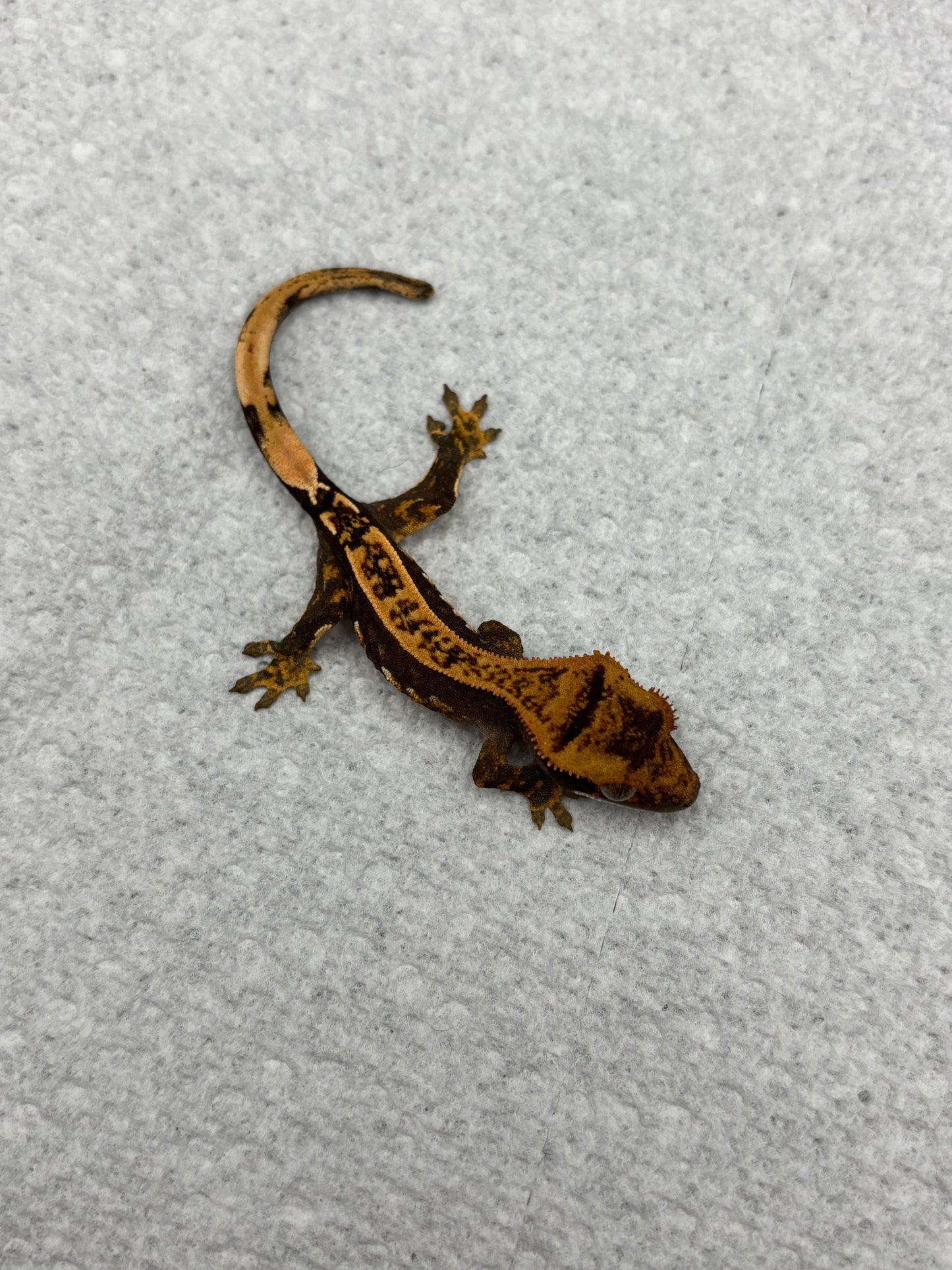 *Porcini* Black Base Pinstripe Hatchling (Details in Description)