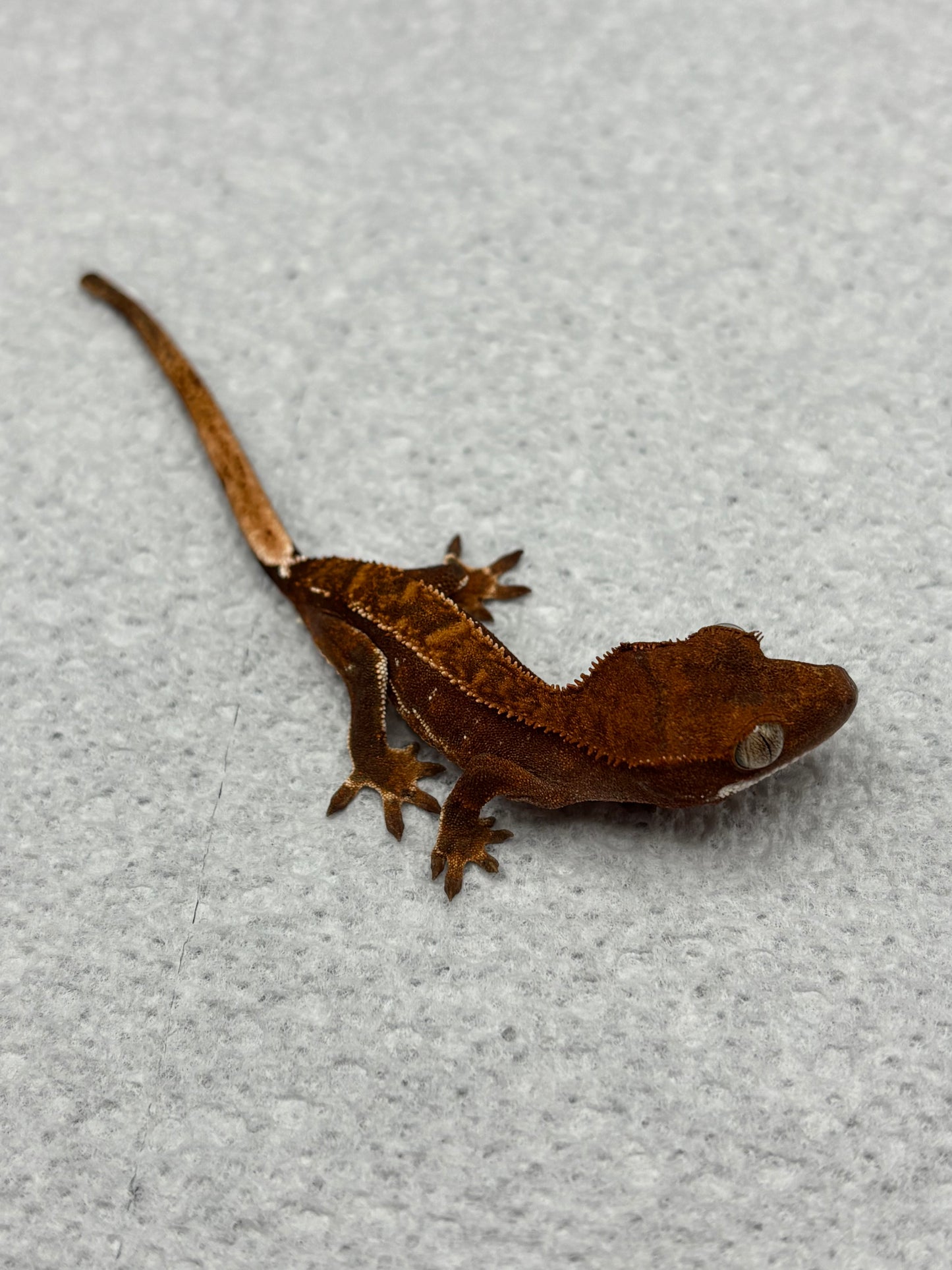 *Cashew* Dark Red Quadstripe Juvenile (Details in Description)