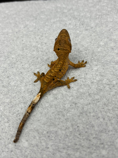 *Provolone* Yellow Tiger Dalmatian Hatchling