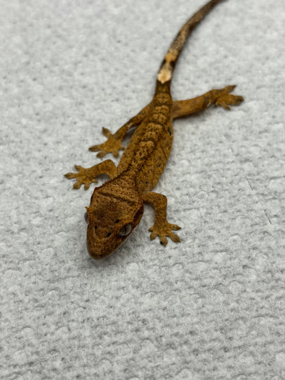 *Parmesan* Yellow Dalmatian Hatchling (Details in Description)