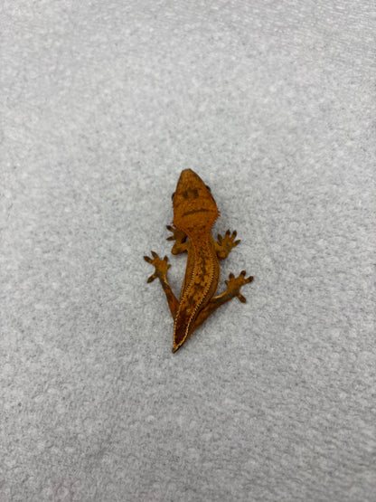 *Yogurt* Tangerine Juvenile (Details in Description) VERY NICE