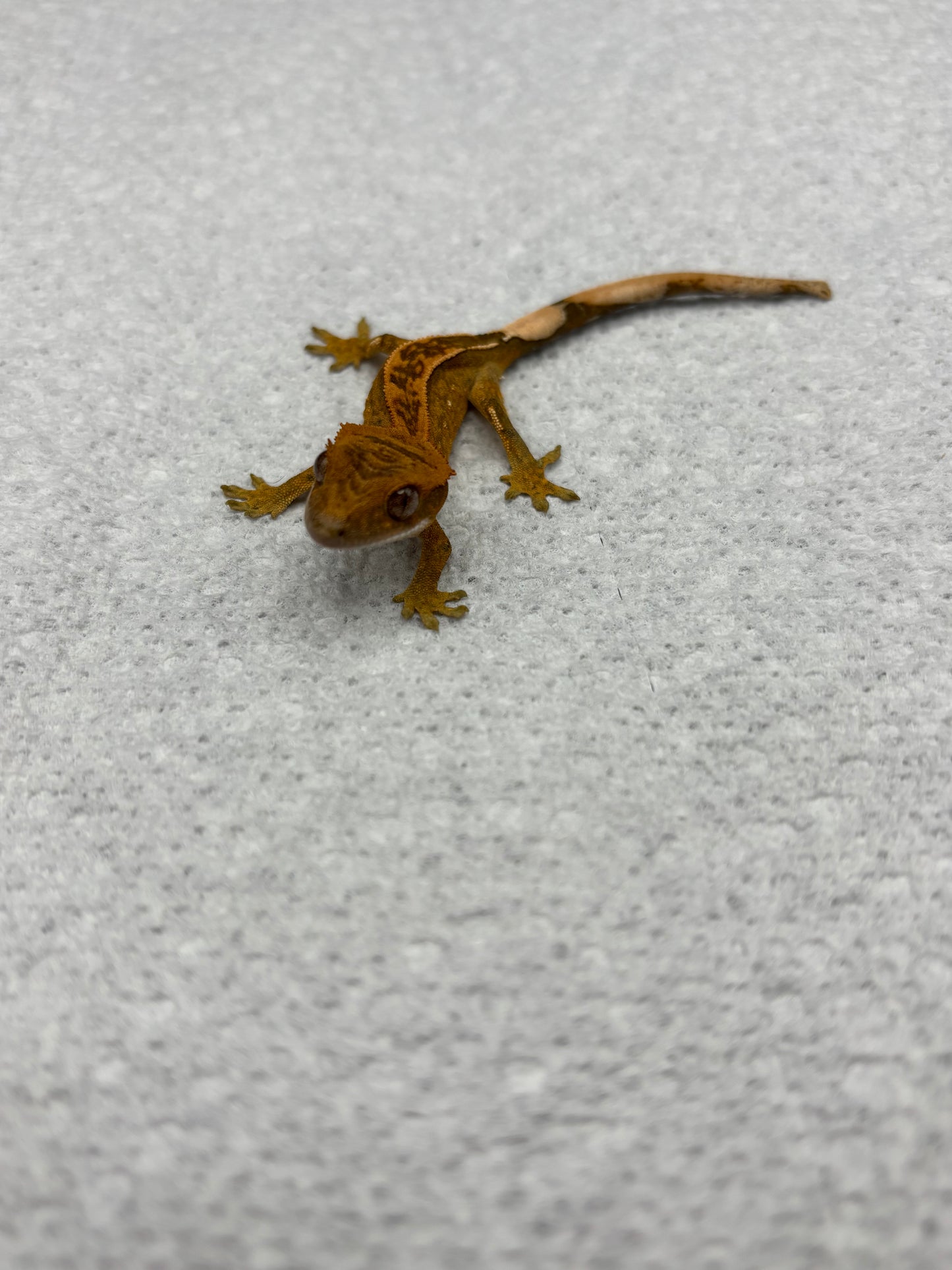 *Truffle* Yellow Base Tangerine Pinstripe Hatchling (Details in Description)