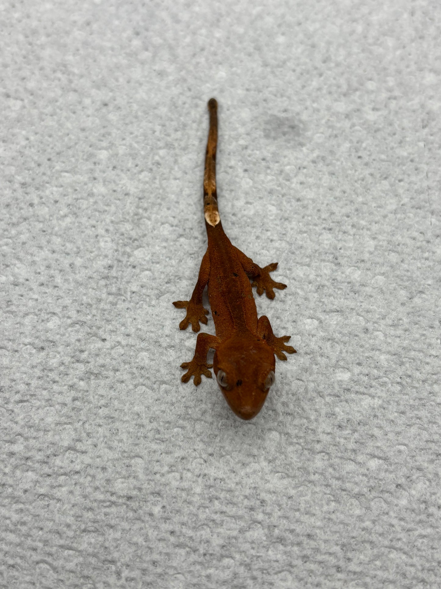 *McIntosh* Red Dalmatian Hatchling (Details in Description)