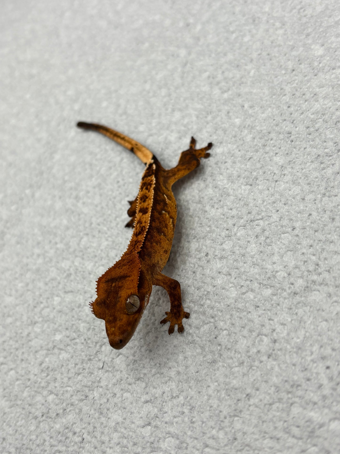 *Wonton* Tangerine Tiger Pinstripe Juvenile (Details in Description)