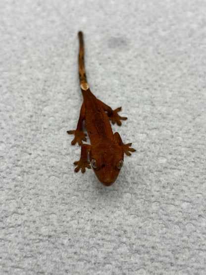 *McIntosh* Red Dalmatian Hatchling (Details in Description)