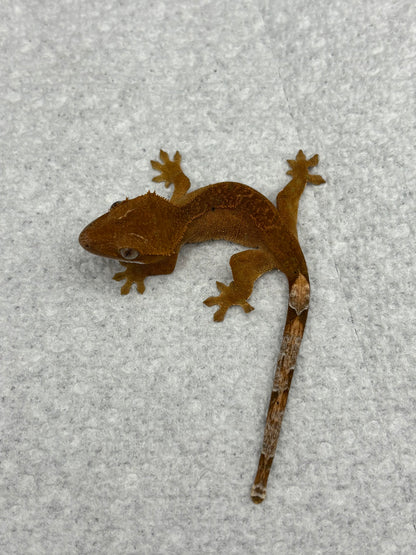 *Bacon Bit* Red Dalmatian Phantom (Details in Description)