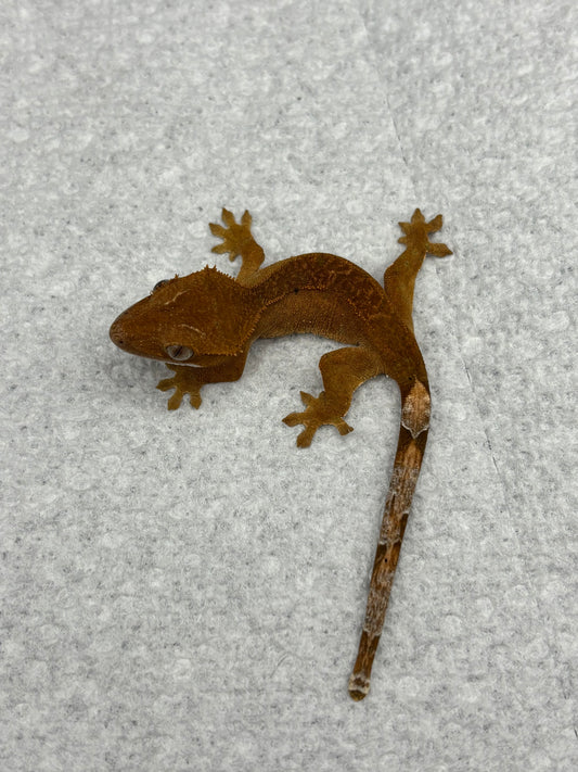 *Bacon Bit* Red Dalmatian Phantom (Details in Description)