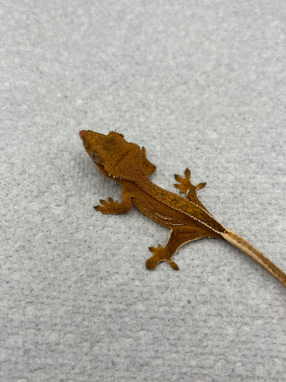 *Bread Crumb* Yellow Base Phantom Juvenile (Details in Description)