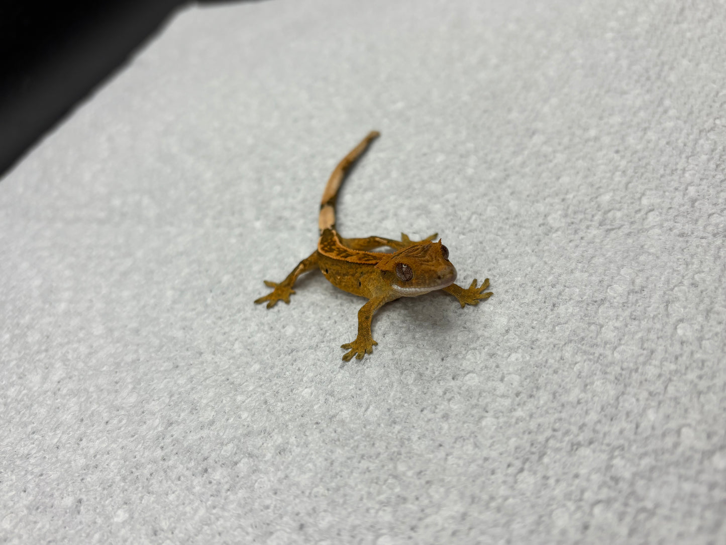 *Truffle* Yellow Base Tangerine Pinstripe Hatchling (Details in Description)