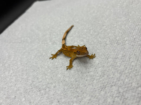 *Truffle* Yellow Base Tangerine Pinstripe Hatchling (Details in Description)