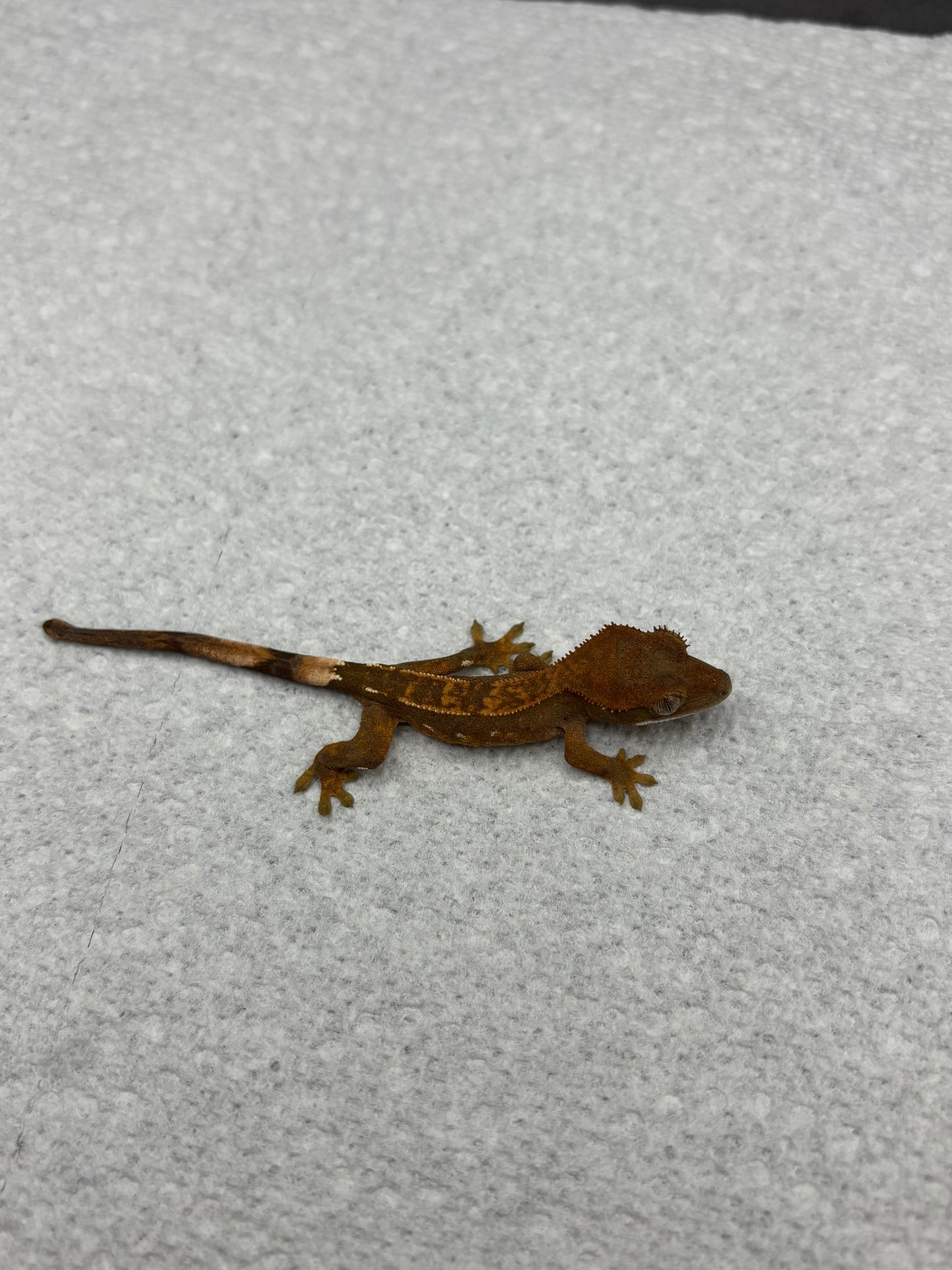 *Pollo* Black base Partial Pinstripe Hatchling (Details in Description)