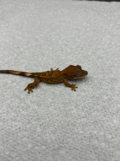 *Pollo* Black base Partial Pinstripe Hatchling (Details in Description)