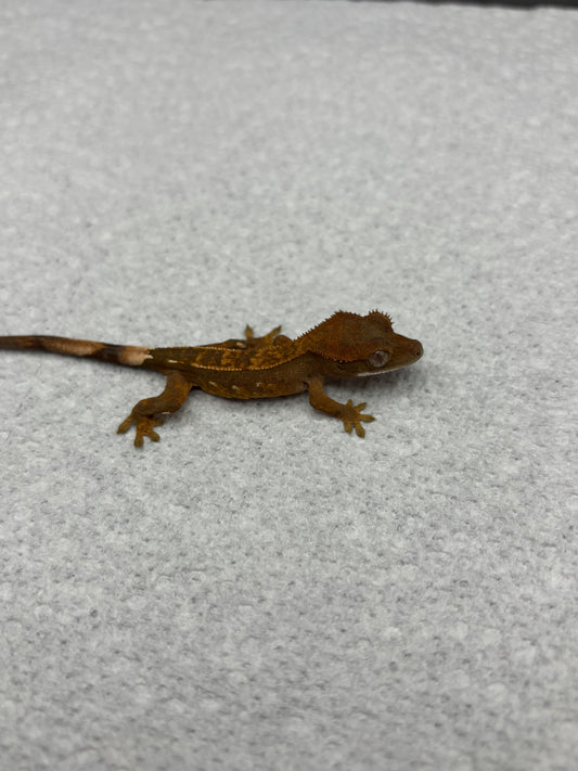 *Pollo* Black base Partial Pinstripe Hatchling (Details in Description)