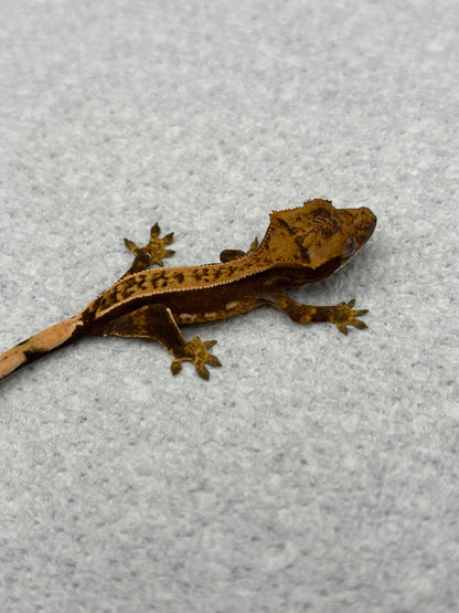 *Chantrelle* Black Base Pinstripe Hatchling (Details in Description)