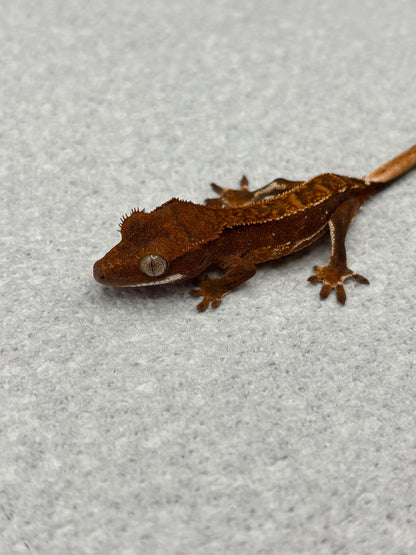 *Cashew* Dark Red Quadstripe Juvenile (Details in Description)