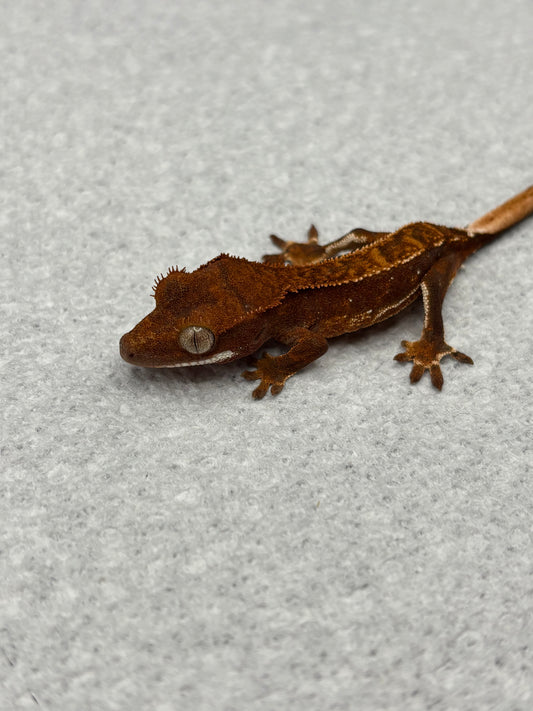 *Cashew* Dark Red Quadstripe Juvenile (Details in Description)