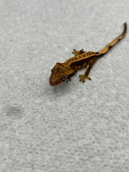 *Chantrelle* Black Base Pinstripe Hatchling (Details in Description)