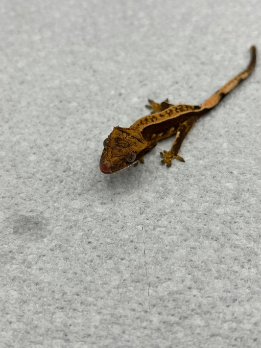 *Chantrelle* Black Base Pinstripe Hatchling (Details in Description)