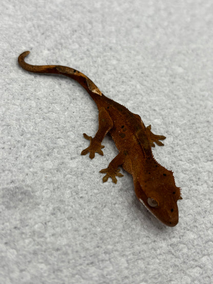 *Honeycrisp* Red Super Dalmatian Hatchling (Details in Description)