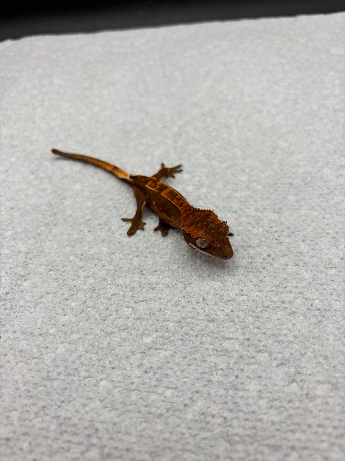 *Maple* Black Base Partial Pinstripe (Details in Description)